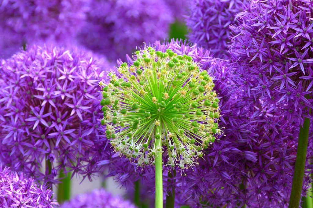 flowers, buds, giant allium