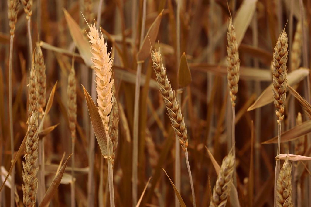 wheat field, wheat, spike